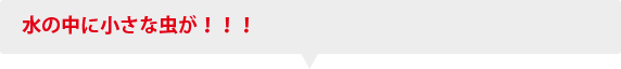 水の中に小さな虫が！！！